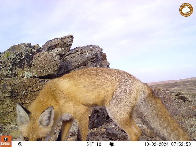 A photograph of Red fox from Karashoky camera trap