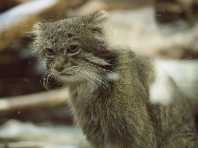A photograph of Klyon in Ueno Zoological Gardens