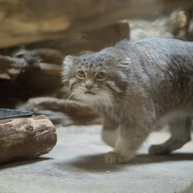 A photograph of Klyon in Ueno Zoological Gardens