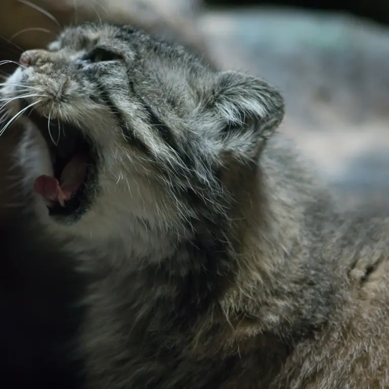 A photograph of Primula in Ueno Zoological Gardens