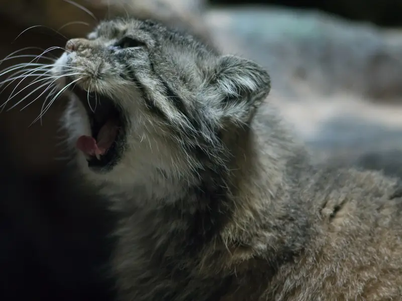 A photograph of Primula in Ueno Zoological Gardens