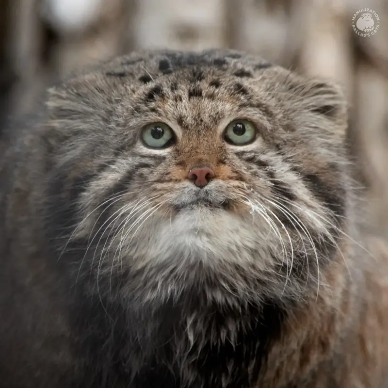 Manul of the day