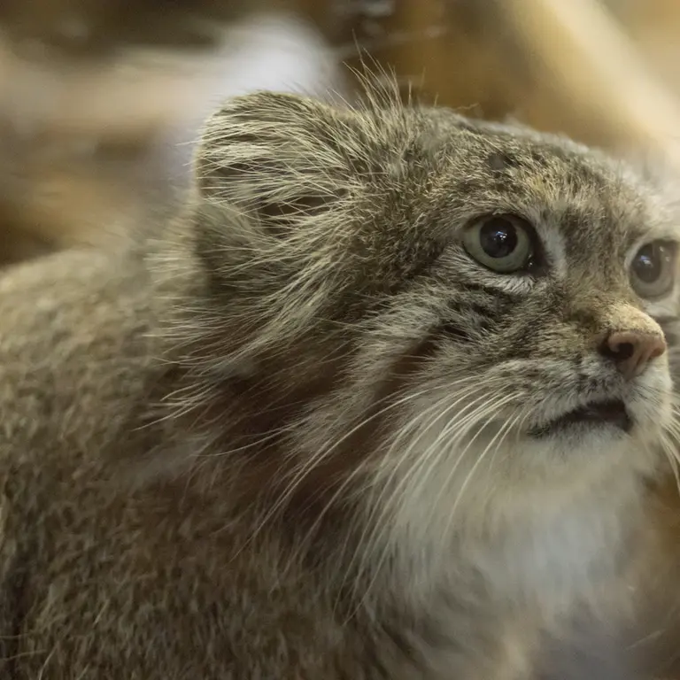 A photograph of Klyon in Ueno Zoological Gardens