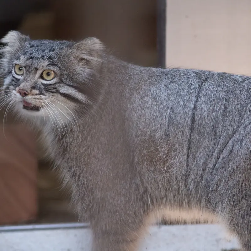 A photograph of Figa in Nogeyama Zoo