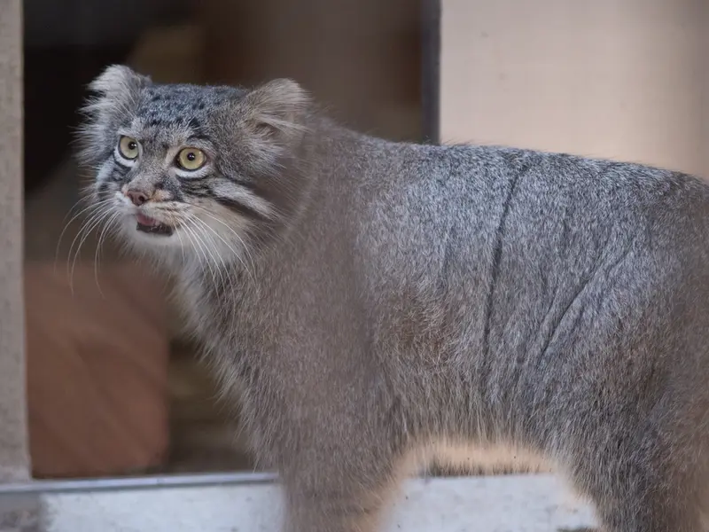 A photograph of Figa in Nogeyama Zoo