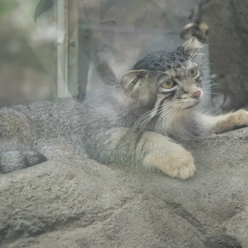 A photograph of Oto in Kobe Animal Kingdom
