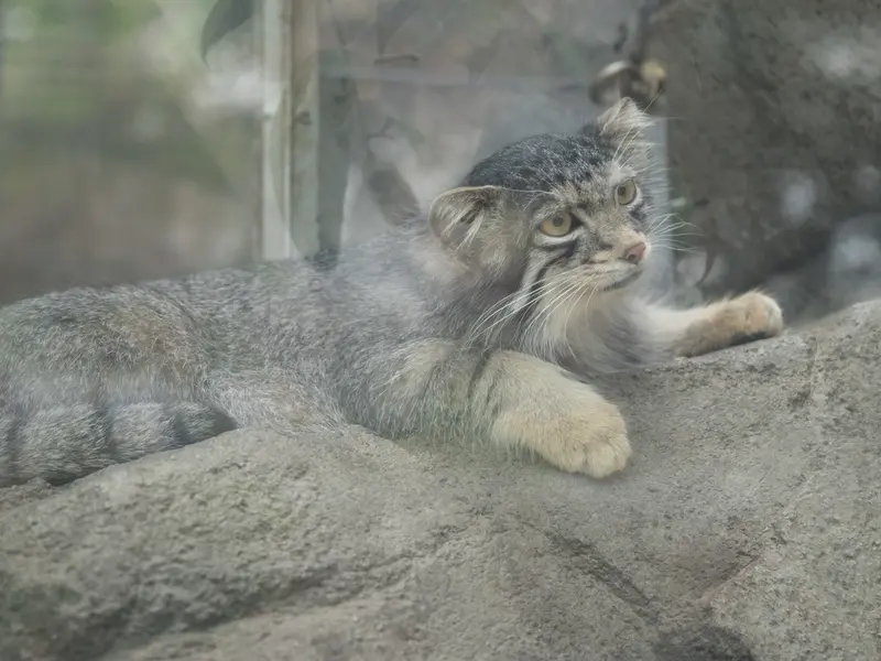 A photograph of Oto in Kobe Animal Kingdom