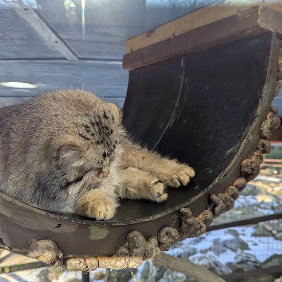 A photograph of Norbu in Mill Mountain Zoo