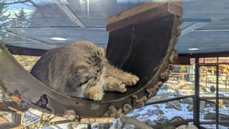 A photograph of Norbu in Mill Mountain Zoo