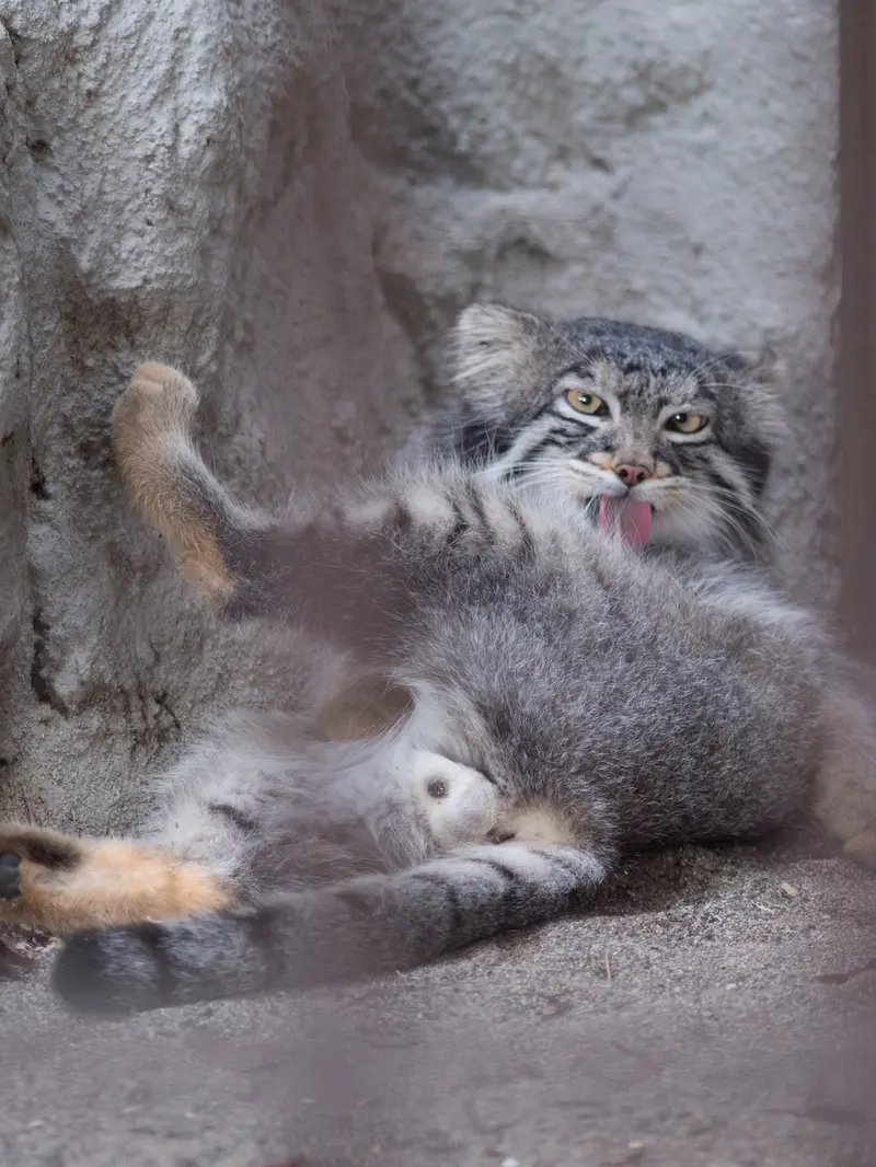 A photograph of Figa in Nogeyama Zoo