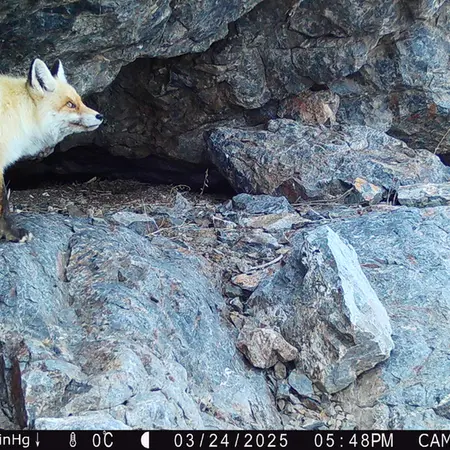 A photograph of Red fox from Zhundy 1 camera trap