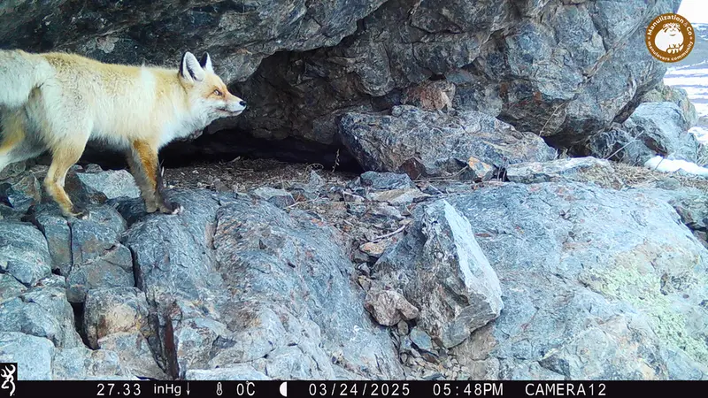 A photograph of Red fox from Zhundy 1 camera trap