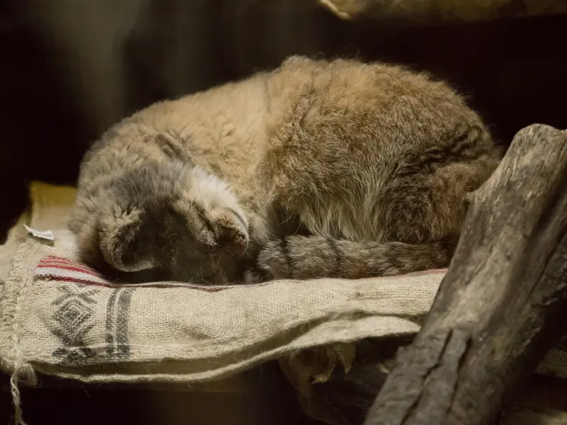 A photograph of Primula in Ueno Zoological Gardens