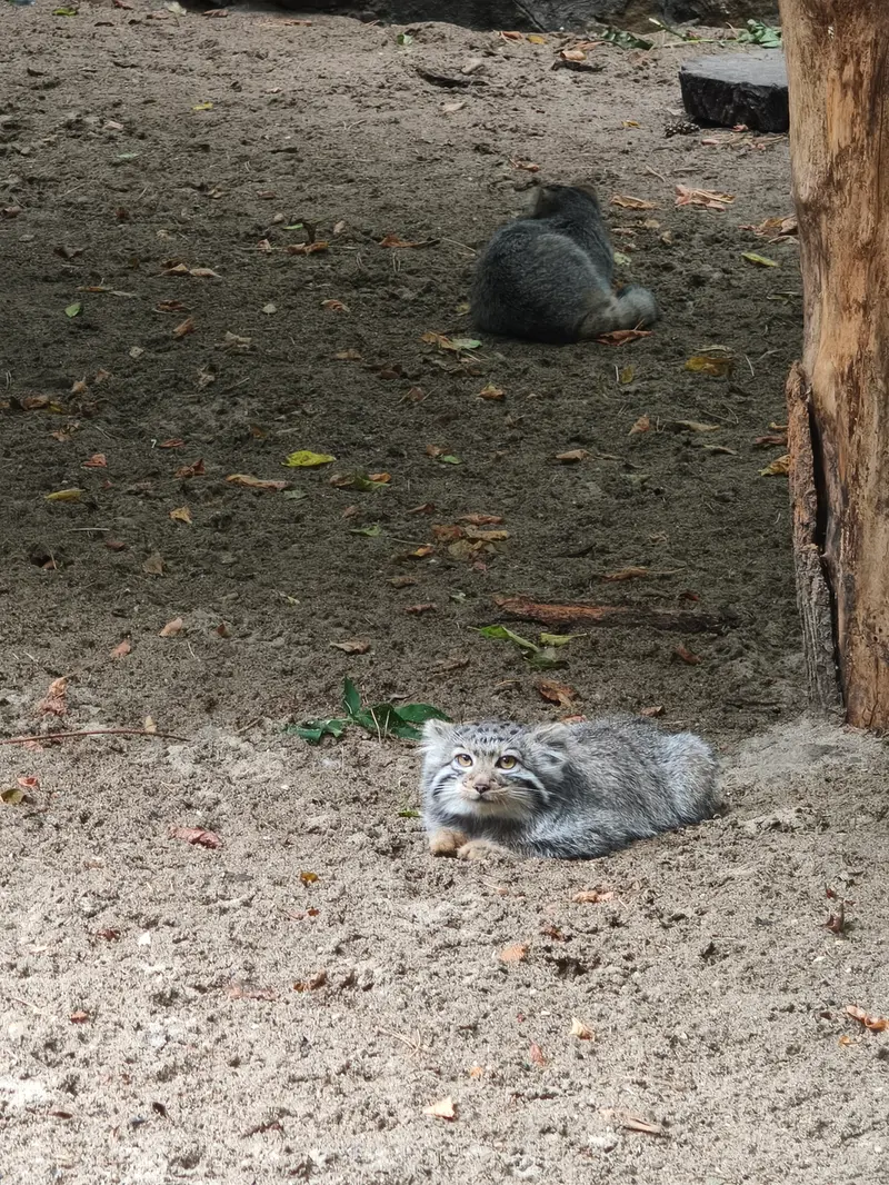 A photograph of a Pallas's cat in Novosibirsk Zoo