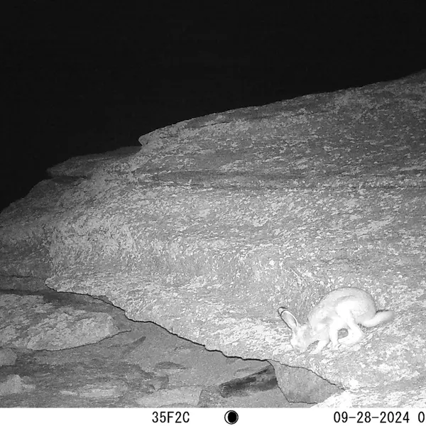 A photograph of Hare from Bektauata 1 camera trap