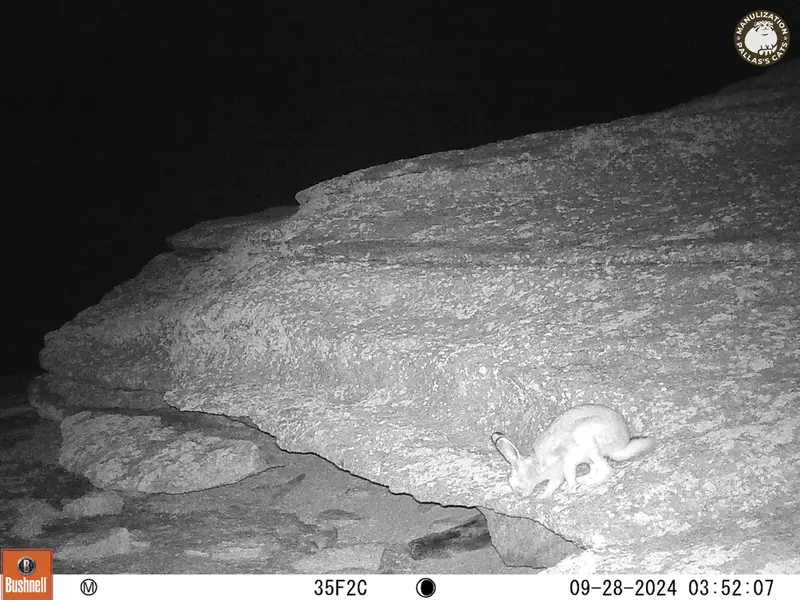 A photograph of Hare from Bektauata 1 camera trap