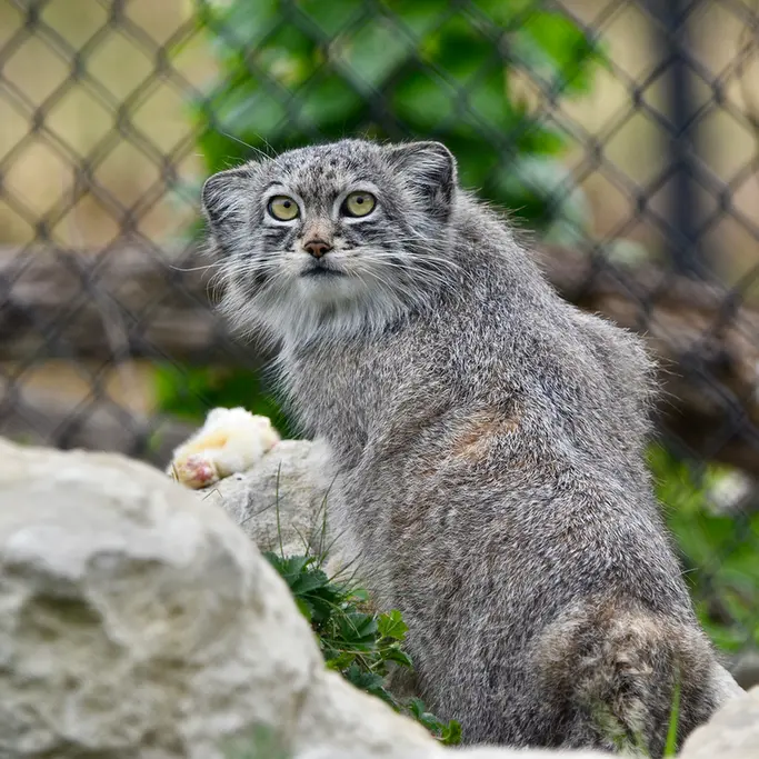 A photograph of Kharaa in Port Lympne Wild Animal Park