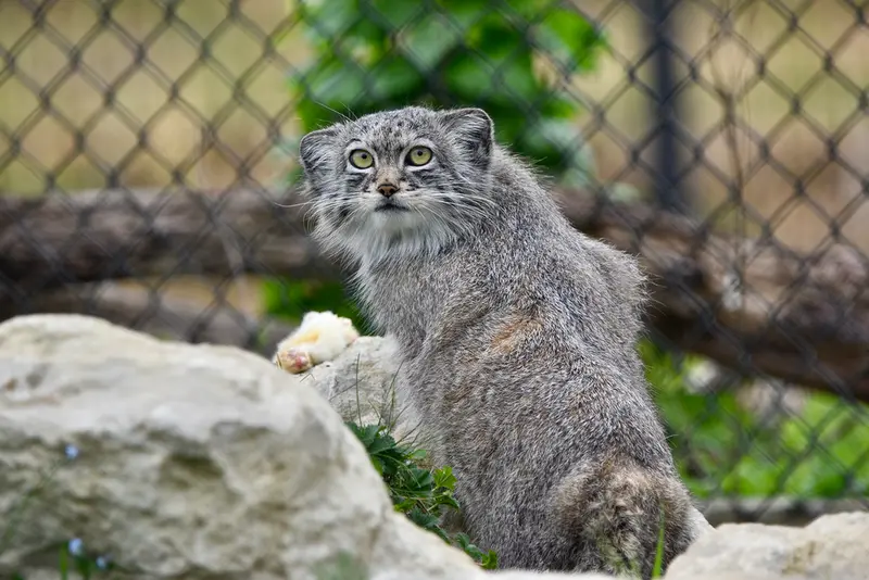 A photograph of Kharaa in Port Lympne Wild Animal Park