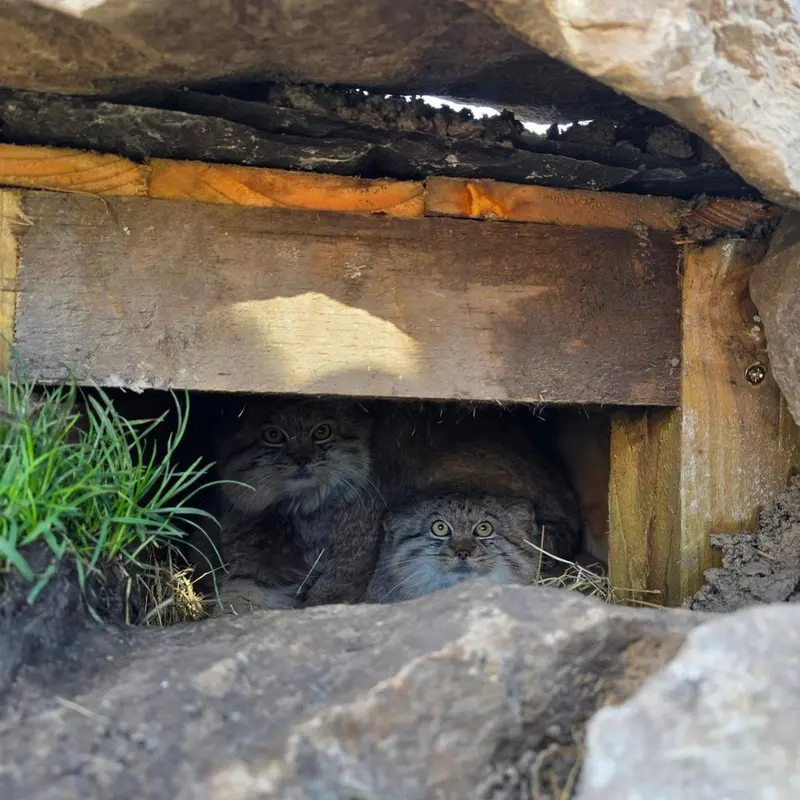 A photograph of a Pallas's cat in The Lakeland Wildlife Oasis