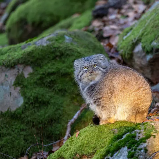 A photograph of Qatti-Matti in Nordens Ark