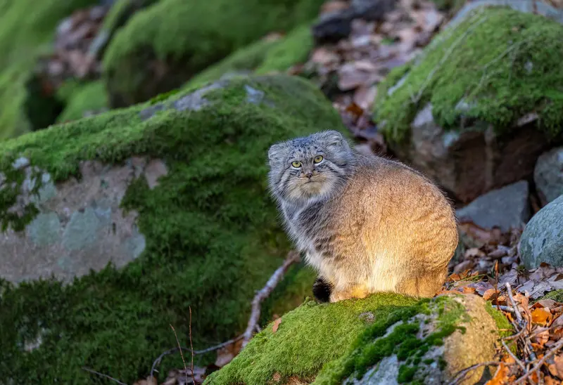 A photograph of Qatti-Matti in Nordens Ark