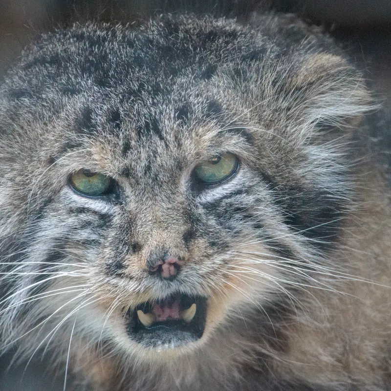 A photograph of Sven in Leningrad zoo