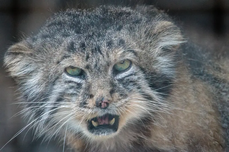 The Challenges of Manul Photography. Leningrad Zoo