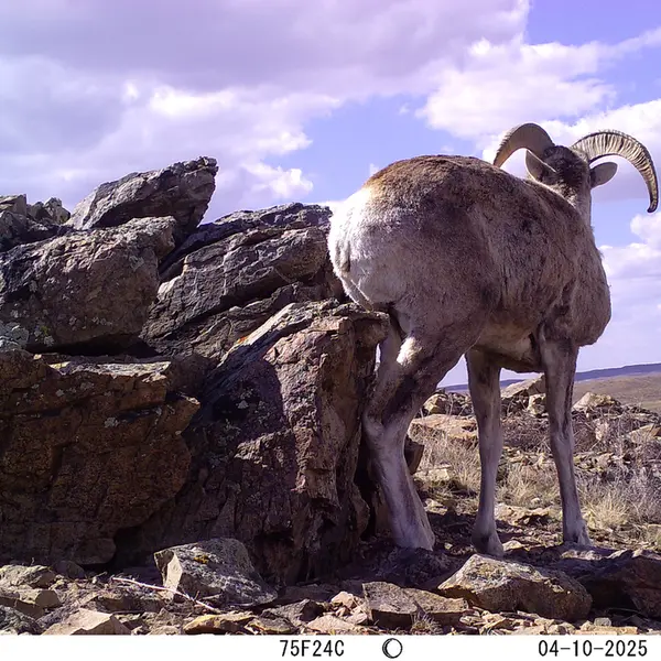 A photograph of Argali from Karashoky camera trap