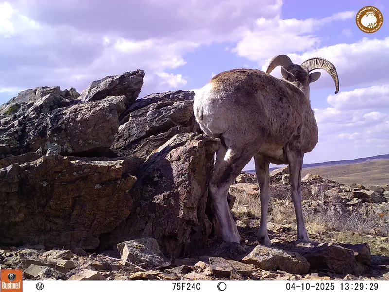 A photograph of Argali from Karashoky camera trap