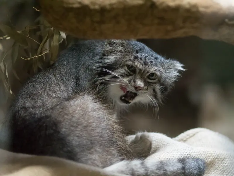 A photograph of Klyon in Ueno Zoological Gardens