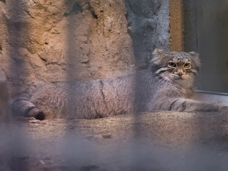 A photograph of Figa in Nogeyama Zoo