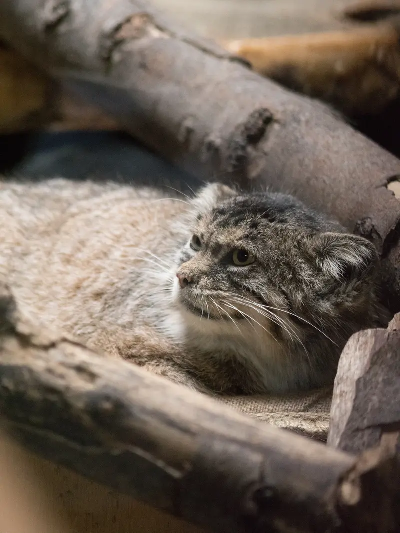 A photograph of Primula in Ueno Zoological Gardens