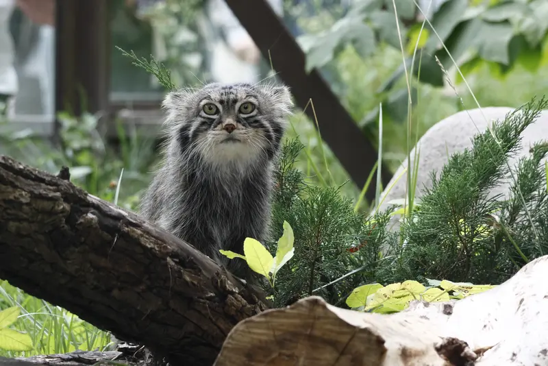 A photograph of a Pallas's cat