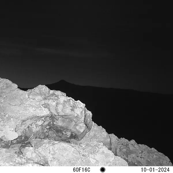 A photograph of Red fox from Besshoky 1 camera trap