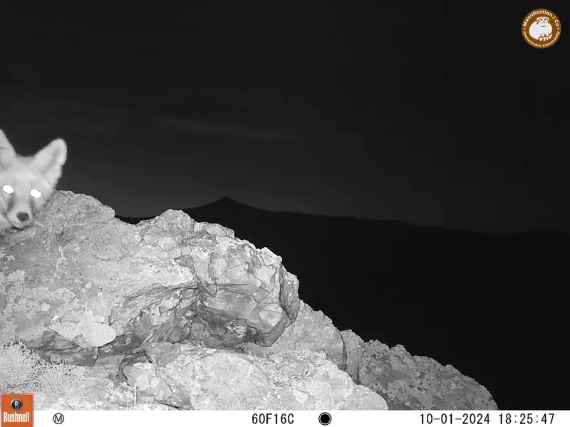 A photograph of Red fox from Besshoky 1 camera trap