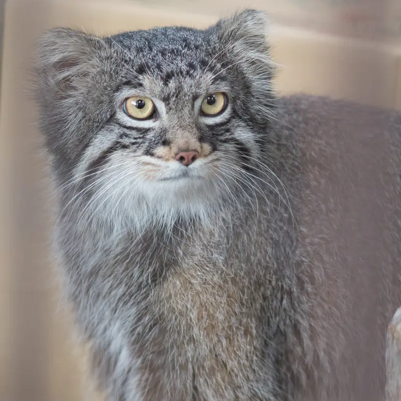 A photograph of Figa in Nogeyama Zoo