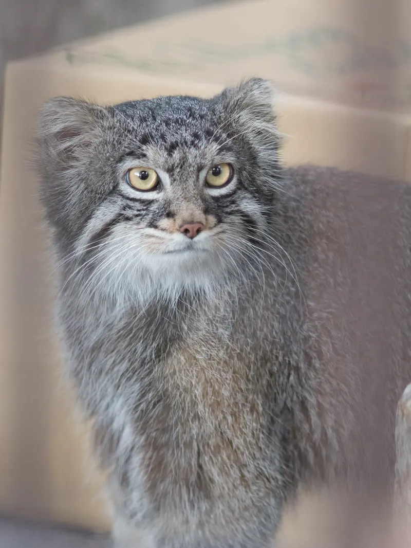 A photograph of Figa in Nogeyama Zoo