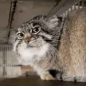 A photograph of a Pallas's cat in Amazonia Zoo