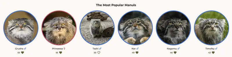 A photograph of a Pallas's cat