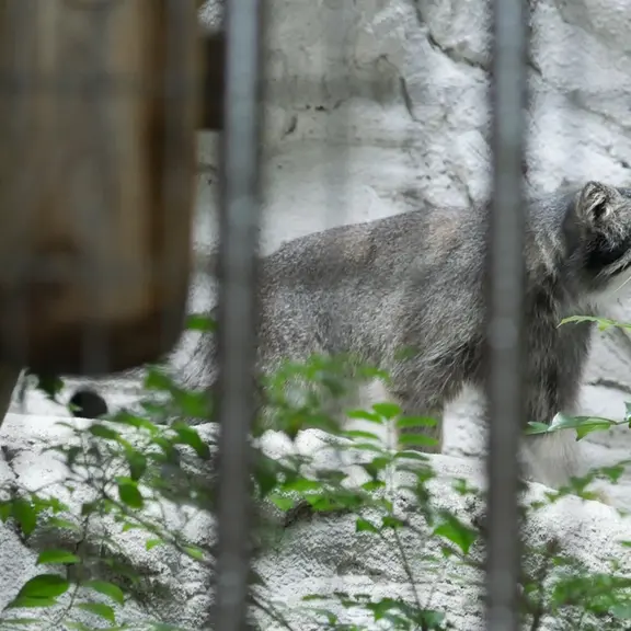 A photograph of a Pallas's cat in Nogeyama Zoo