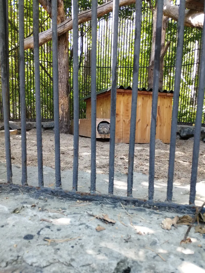 A photograph of a Pallas's cat in Novosibirsk Zoo