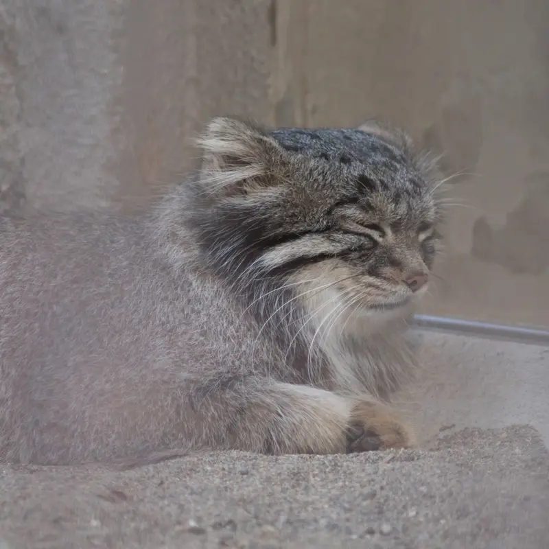 A photograph of Figa in Nogeyama Zoo