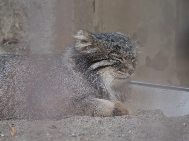 A photograph of Figa in Nogeyama Zoo