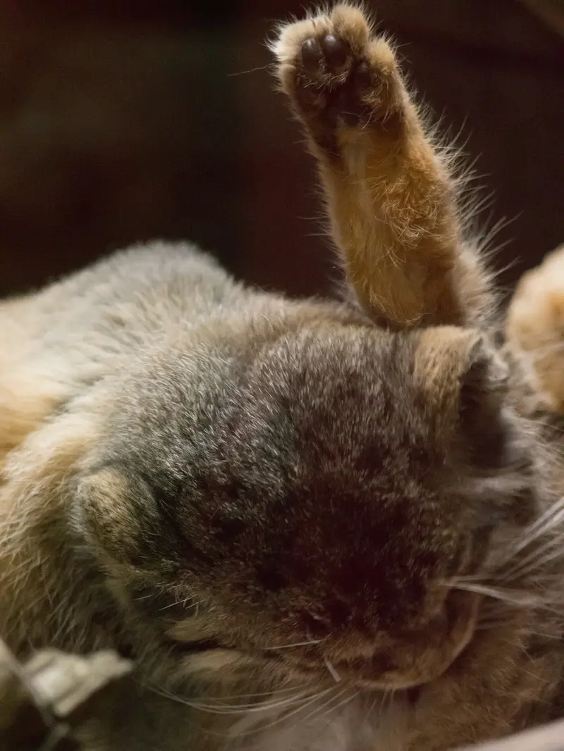 A photograph of Primula in Ueno Zoological Gardens