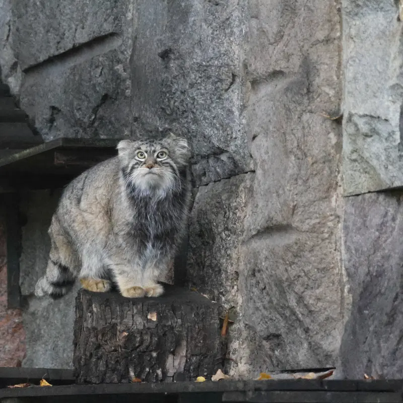A photograph of a Pallas's cat