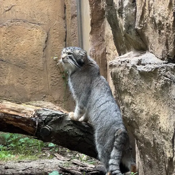A photograph of Nagomu in Nasu Animal Kingdom