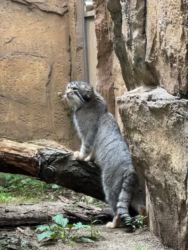 A photograph of Nagomu in Nasu Animal Kingdom