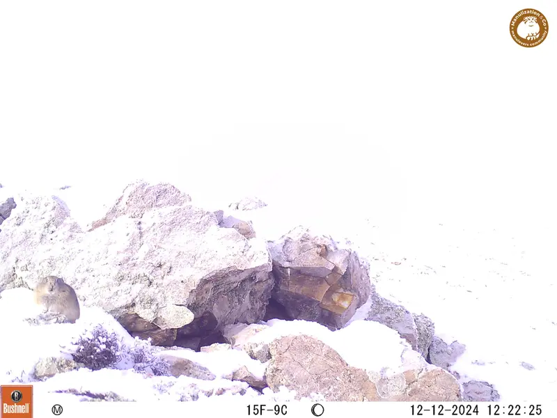 A photograph of Pika from Besshoky 1 camera trap