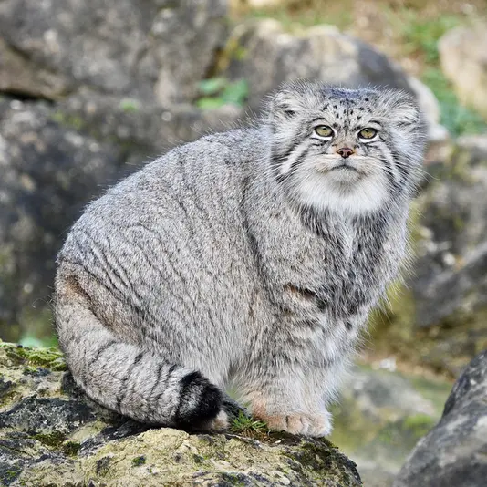 A photograph of Atlan in Port Lympne Wild Animal Park