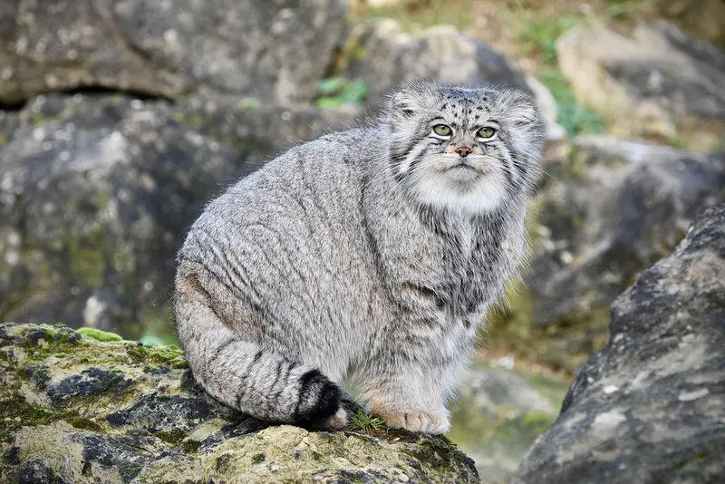 A photograph of Atlan in Port Lympne Wild Animal Park